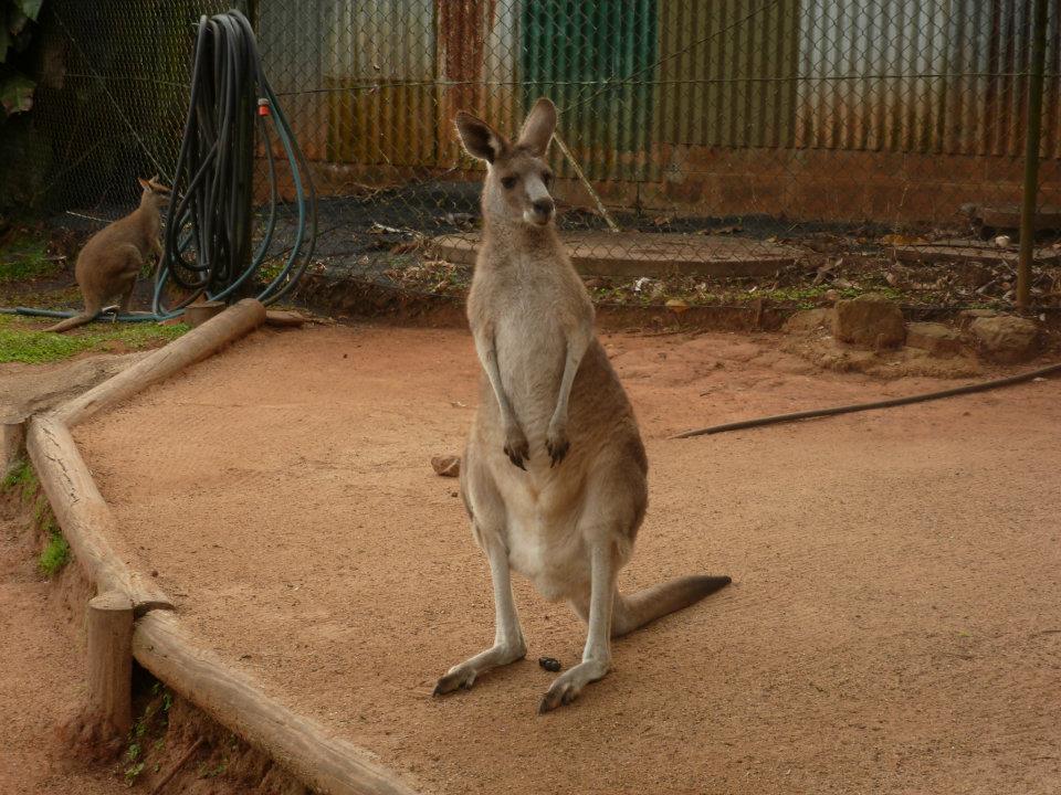 Kangaroo on Daydream Island during our Queensland trip