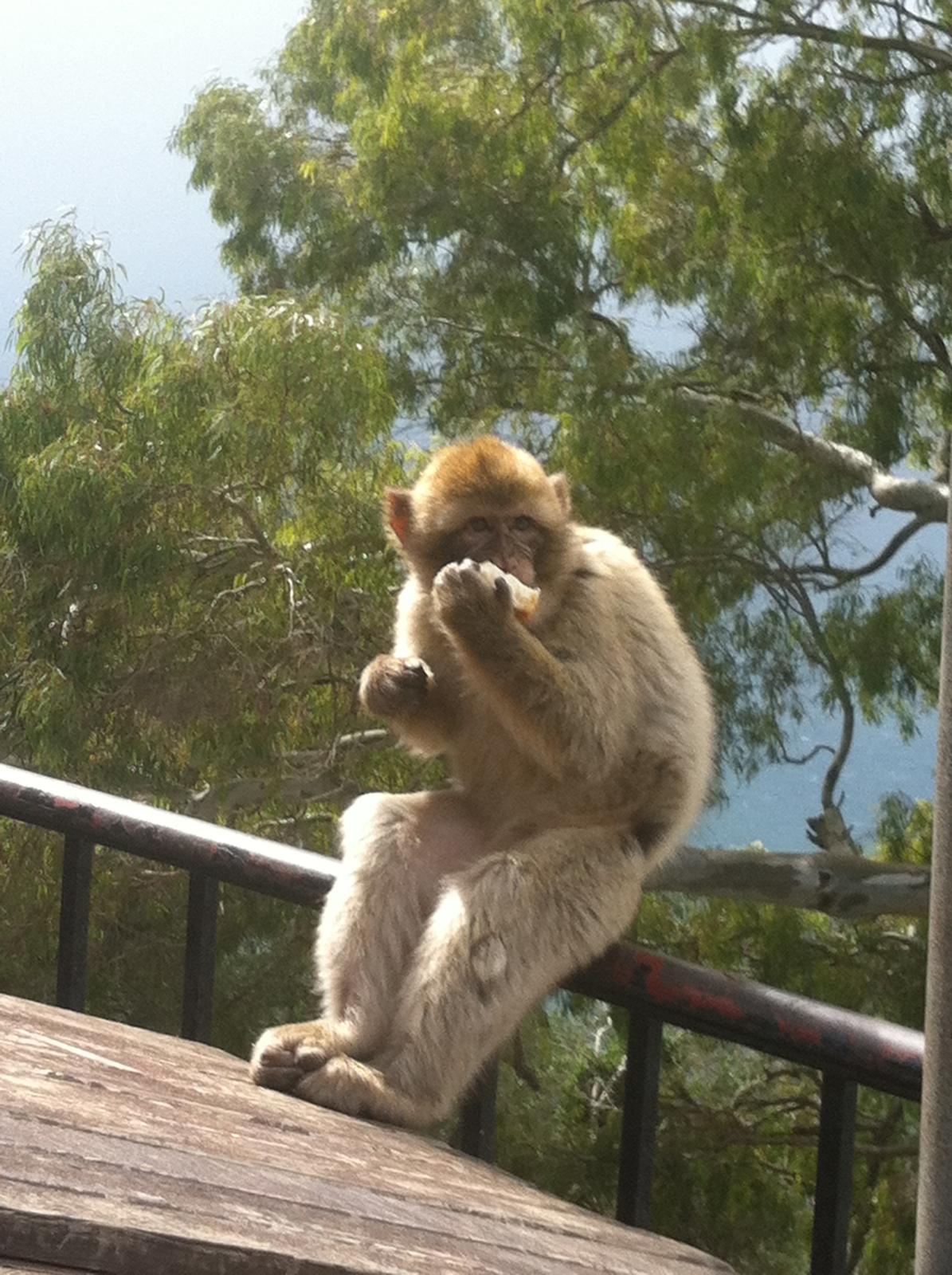 Barbary macaque Gibraltar — Two for the Row'd