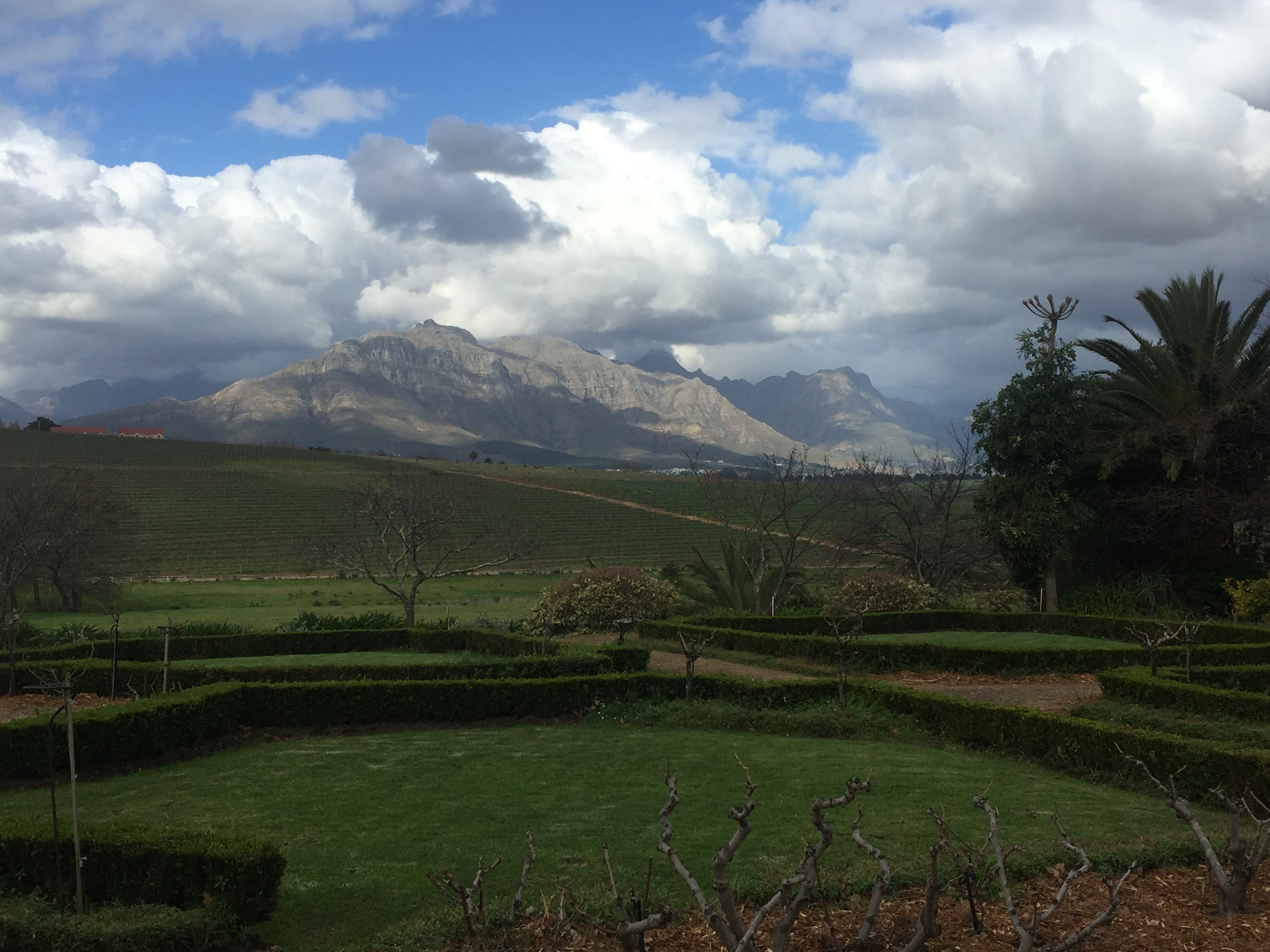 Vineyard and estate scenery in the Cape Winelands