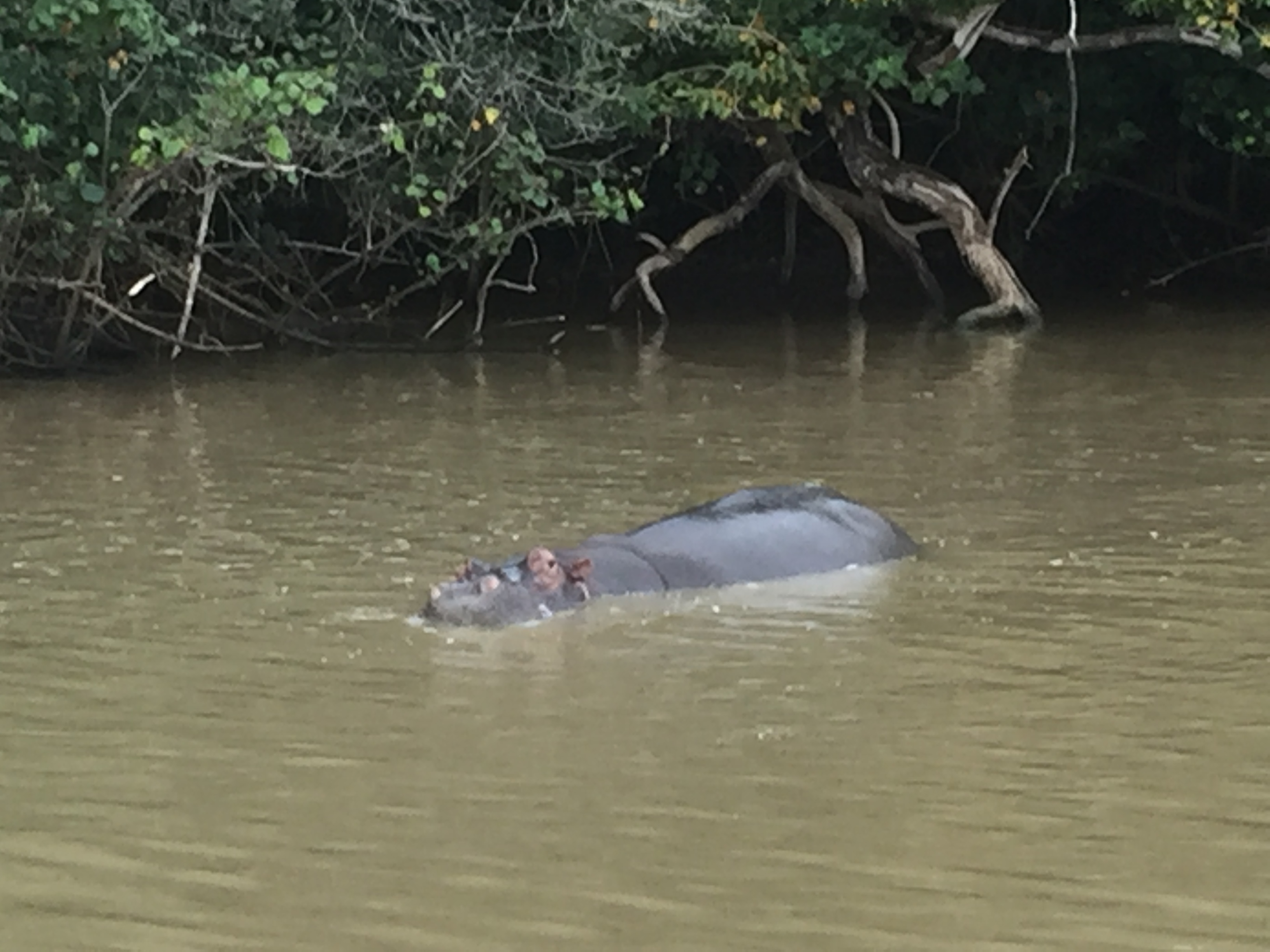 Hippo in the water on St Lucia Estuary