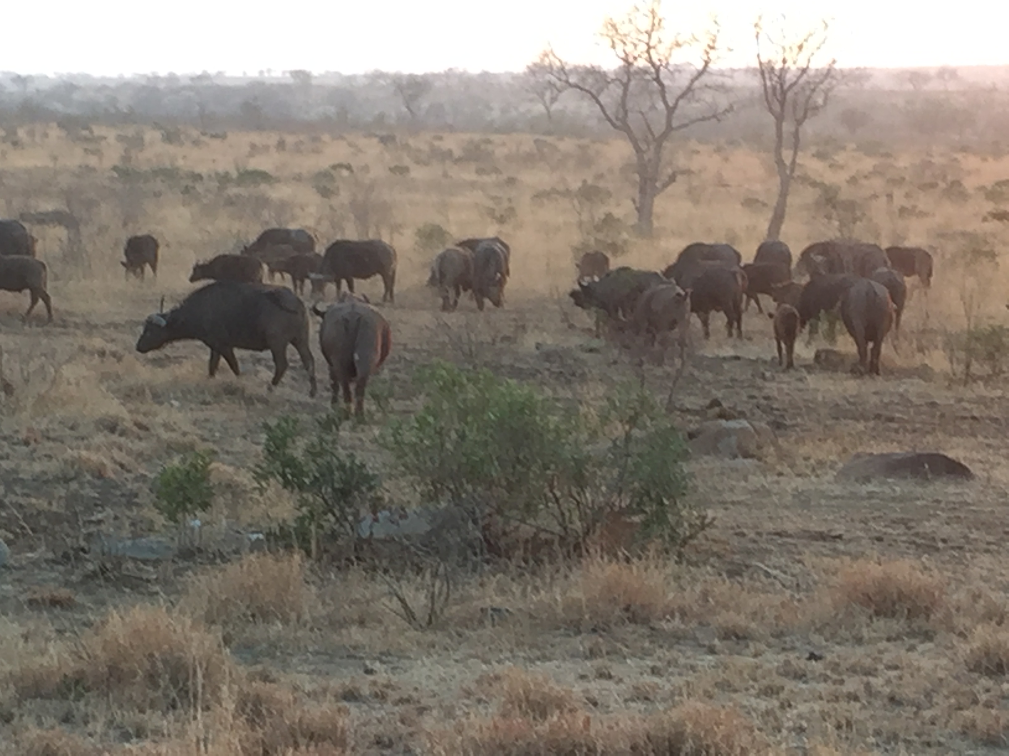 Elephants seen on safari in South Africa