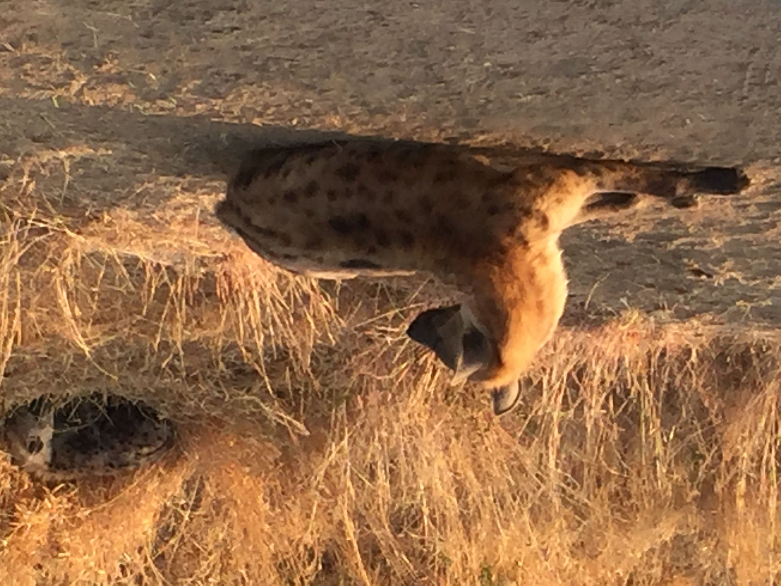Lion seen during our safari journey