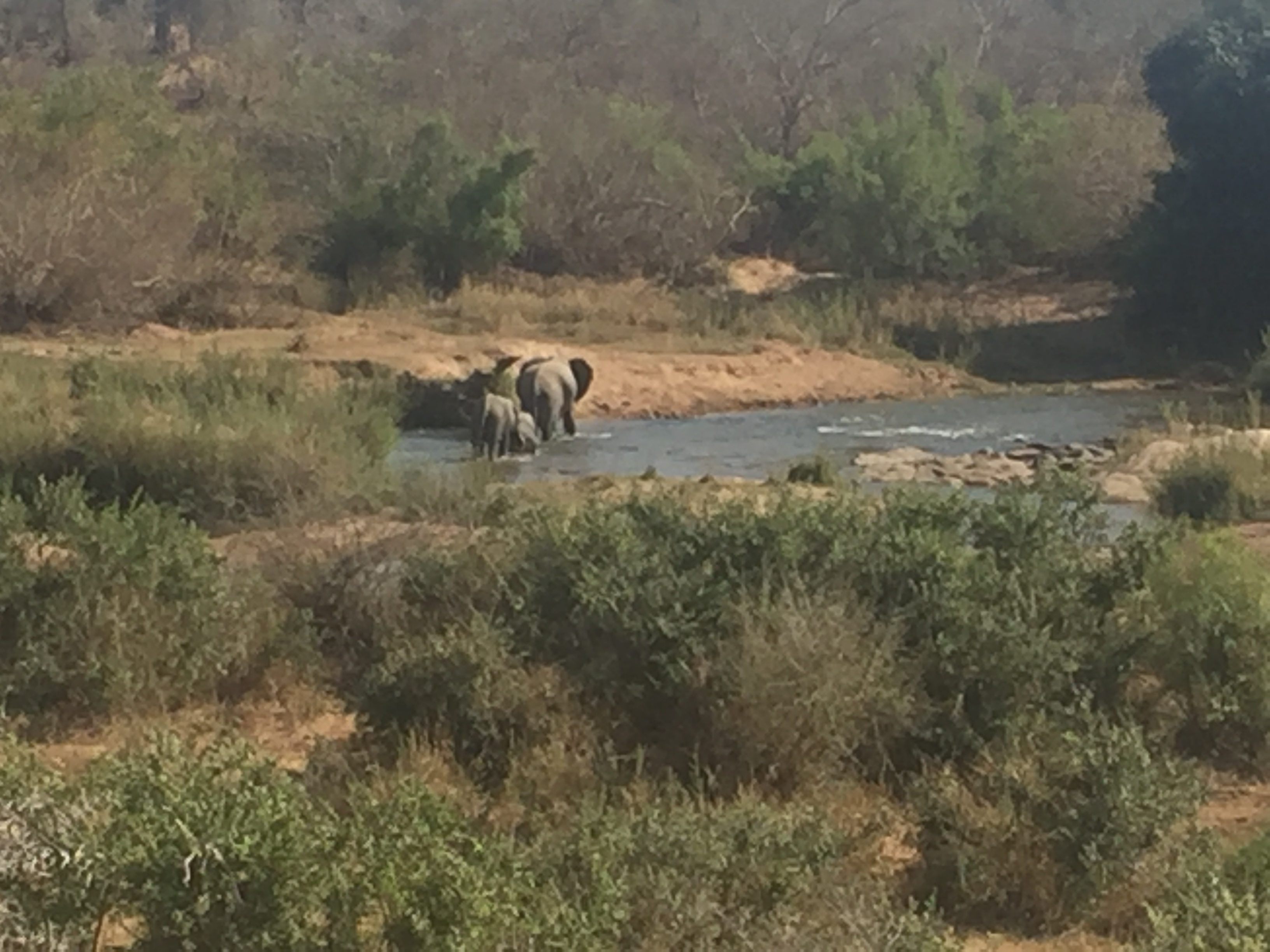 Rhinoceros seen during our South Africa safari