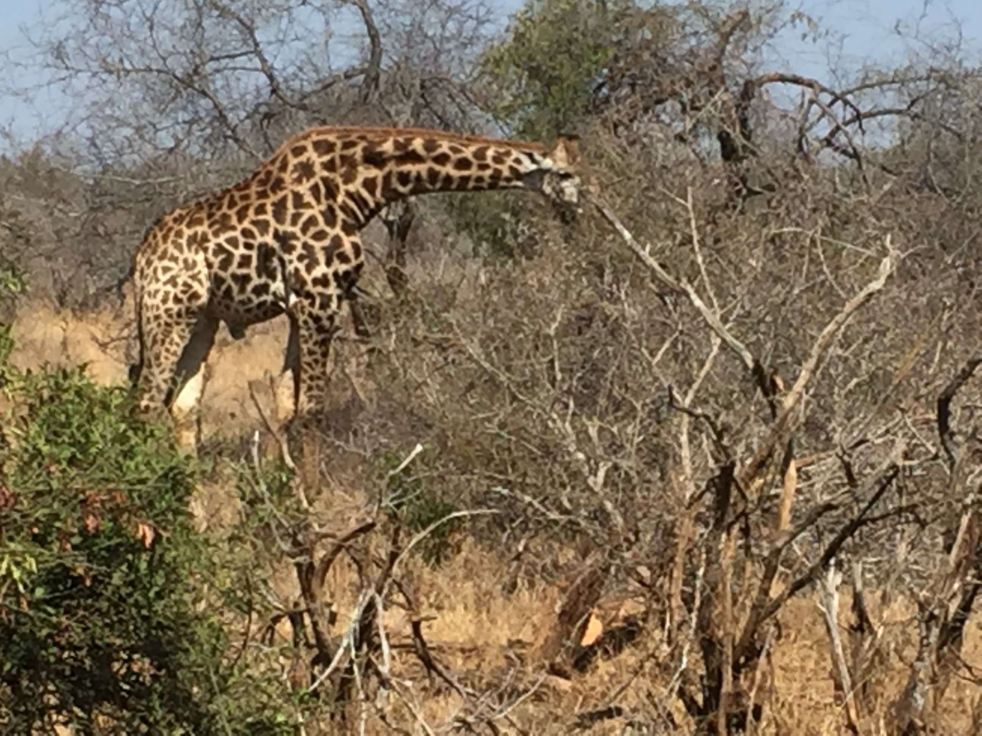Giraffe in the South African bush