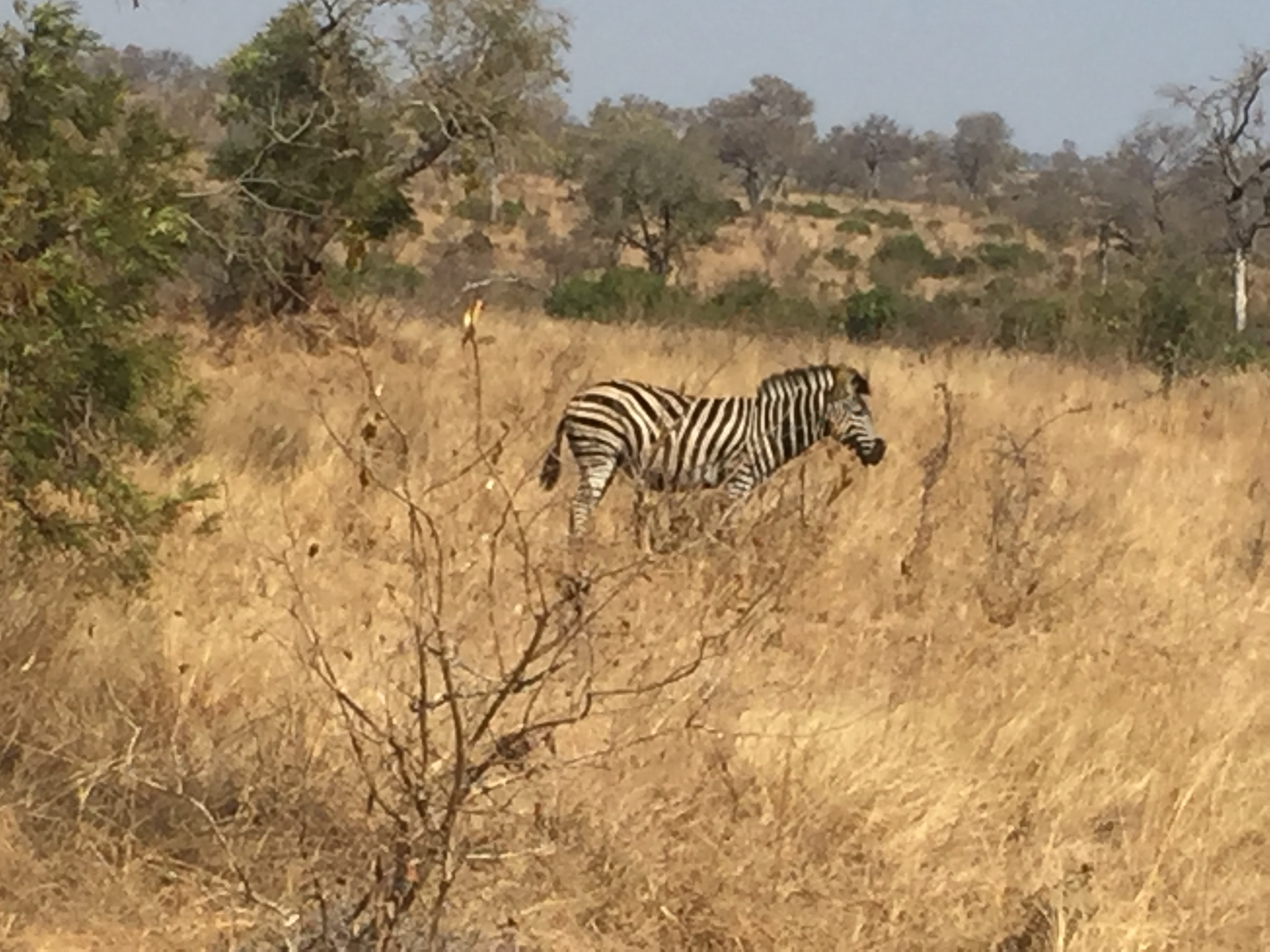 Zebra seen during our safari journey