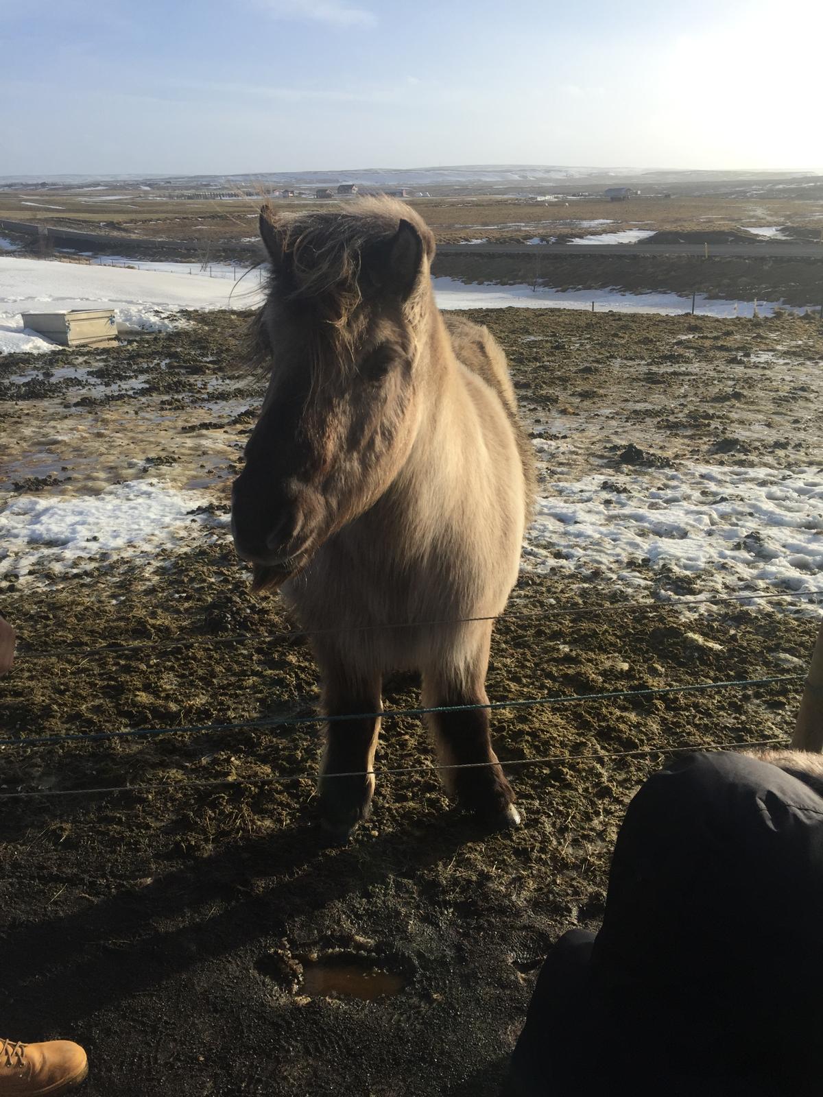 Icelandic horse — Two for the Row'd