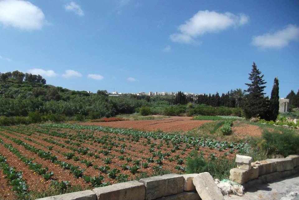 Malta countryside vineyards — Two for the Row'd