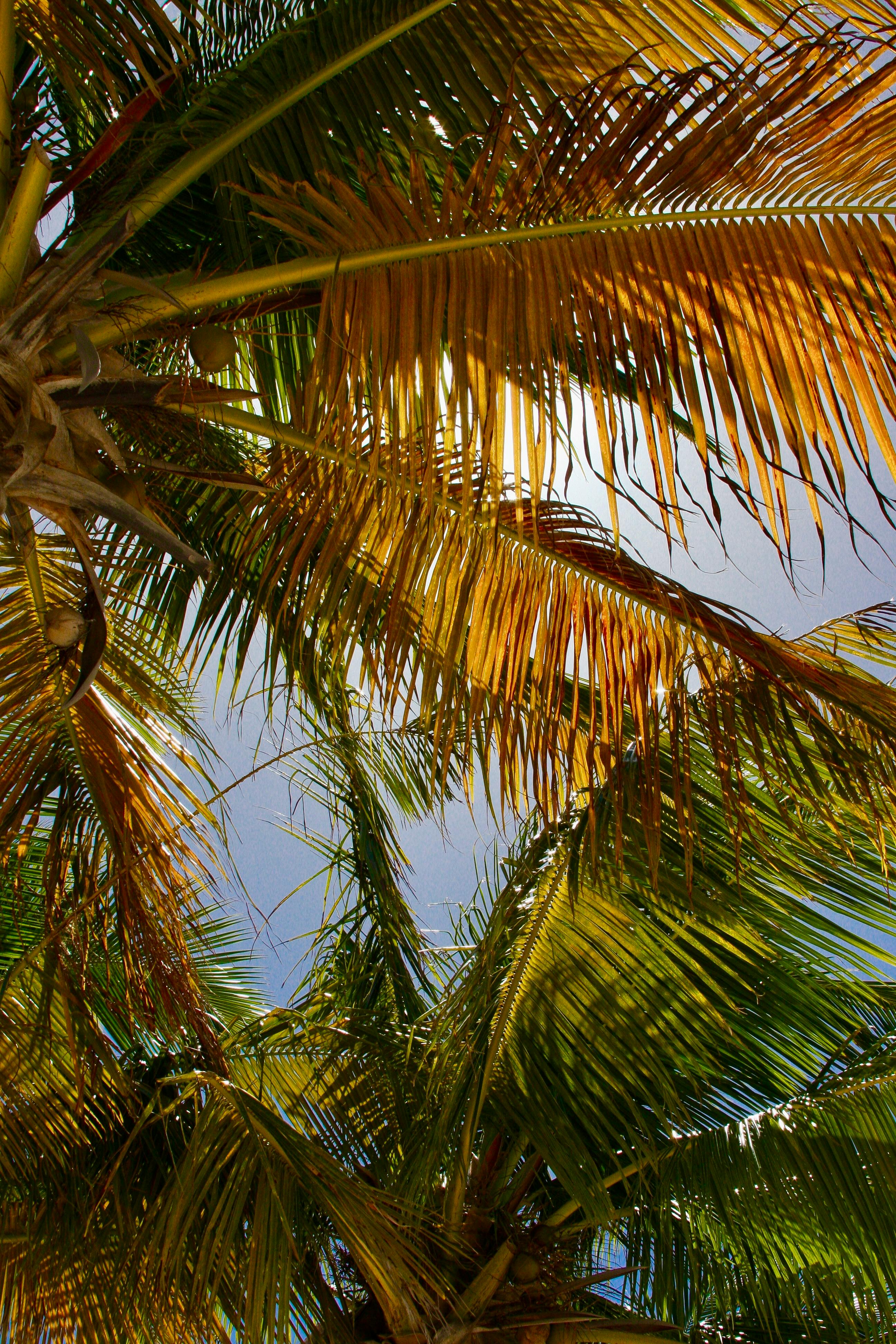 Sint Maarten coastline — Two for the Row'd