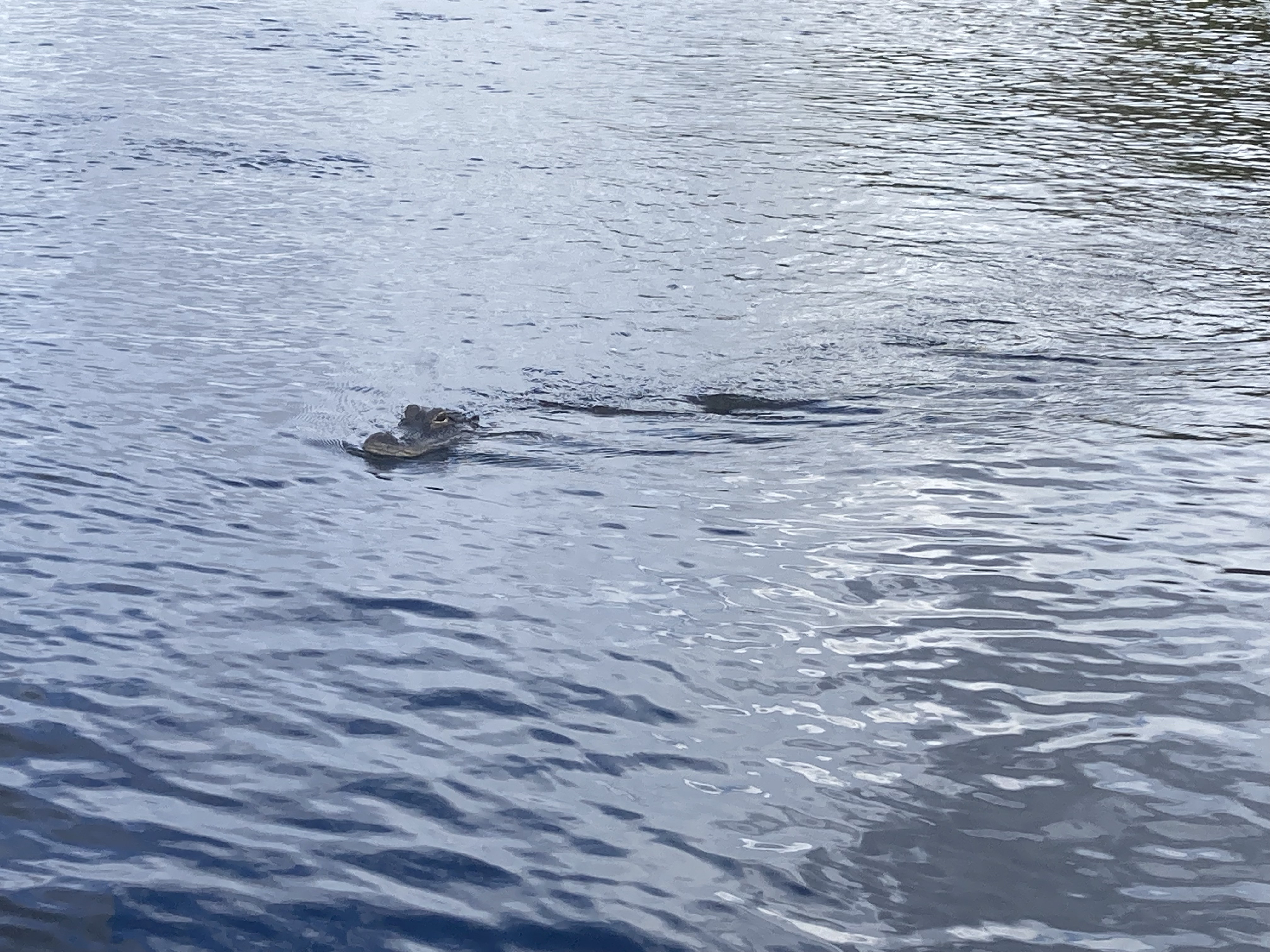 Exploring the Everglades during our Florida road trip