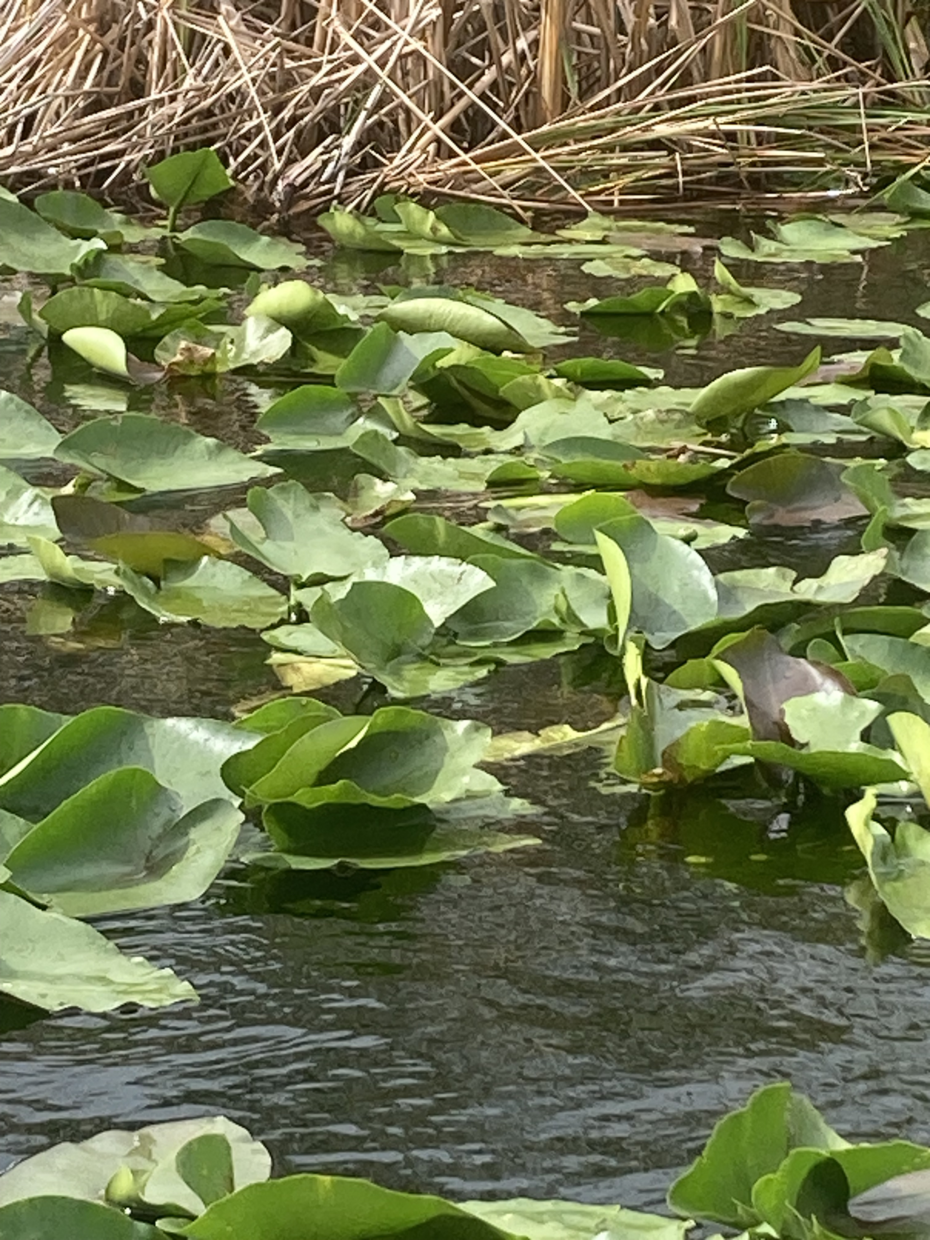 Wildlife and wetlands during our Everglades visit