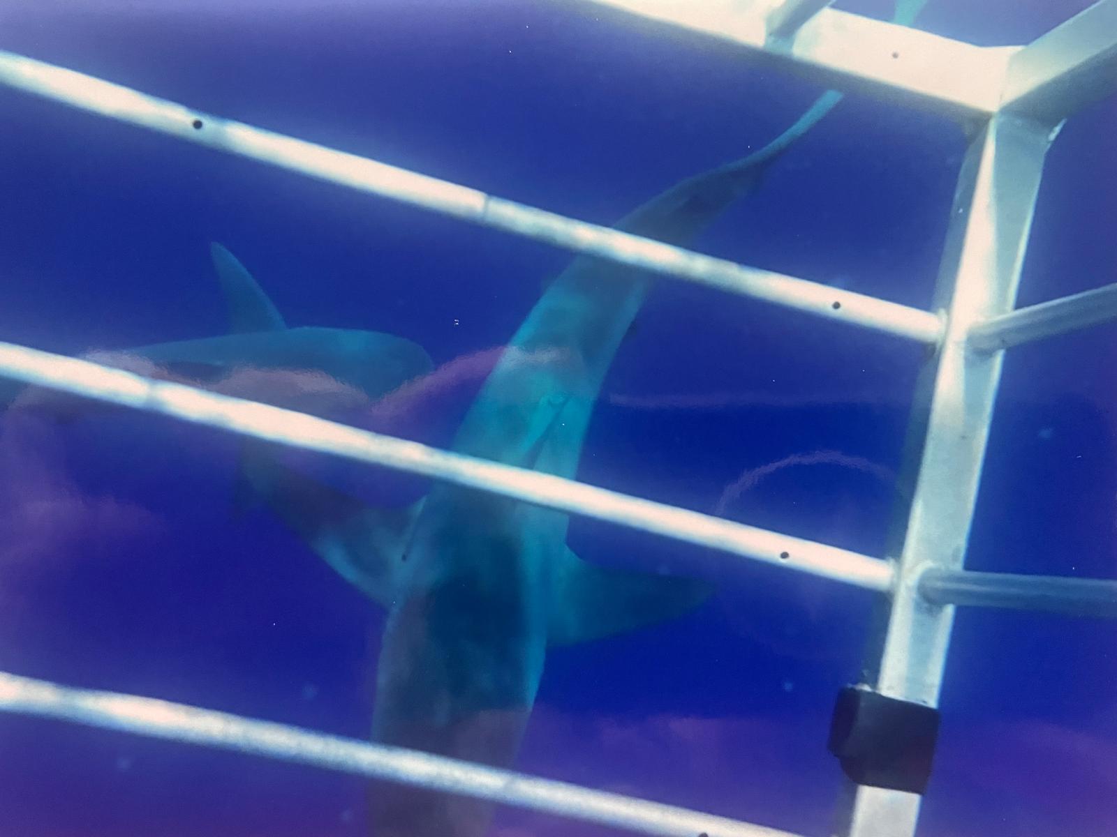 Hawaii underwater — Two for the Row'd