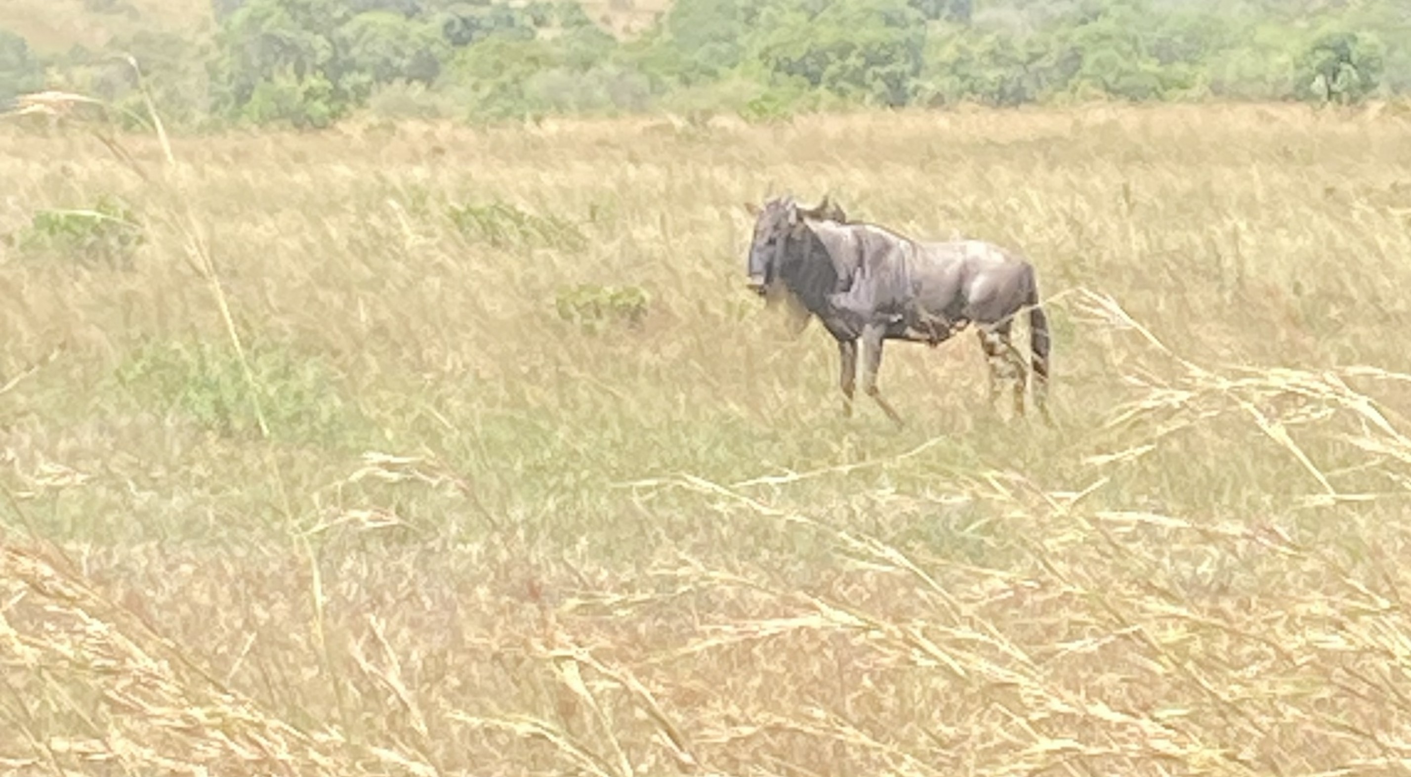 Kenya safari wildlife — Two for the Row'd