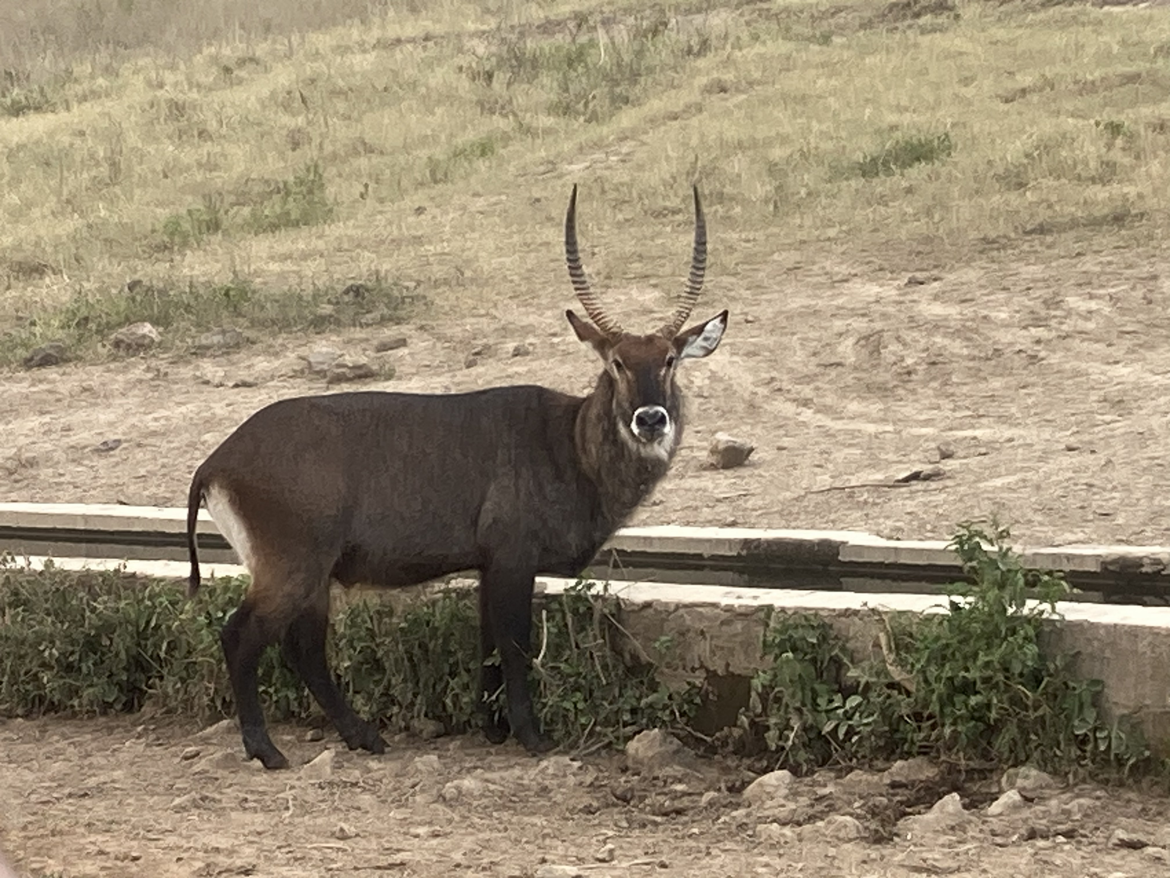 Kenya wildlife waterbuck — Two for the Row'd