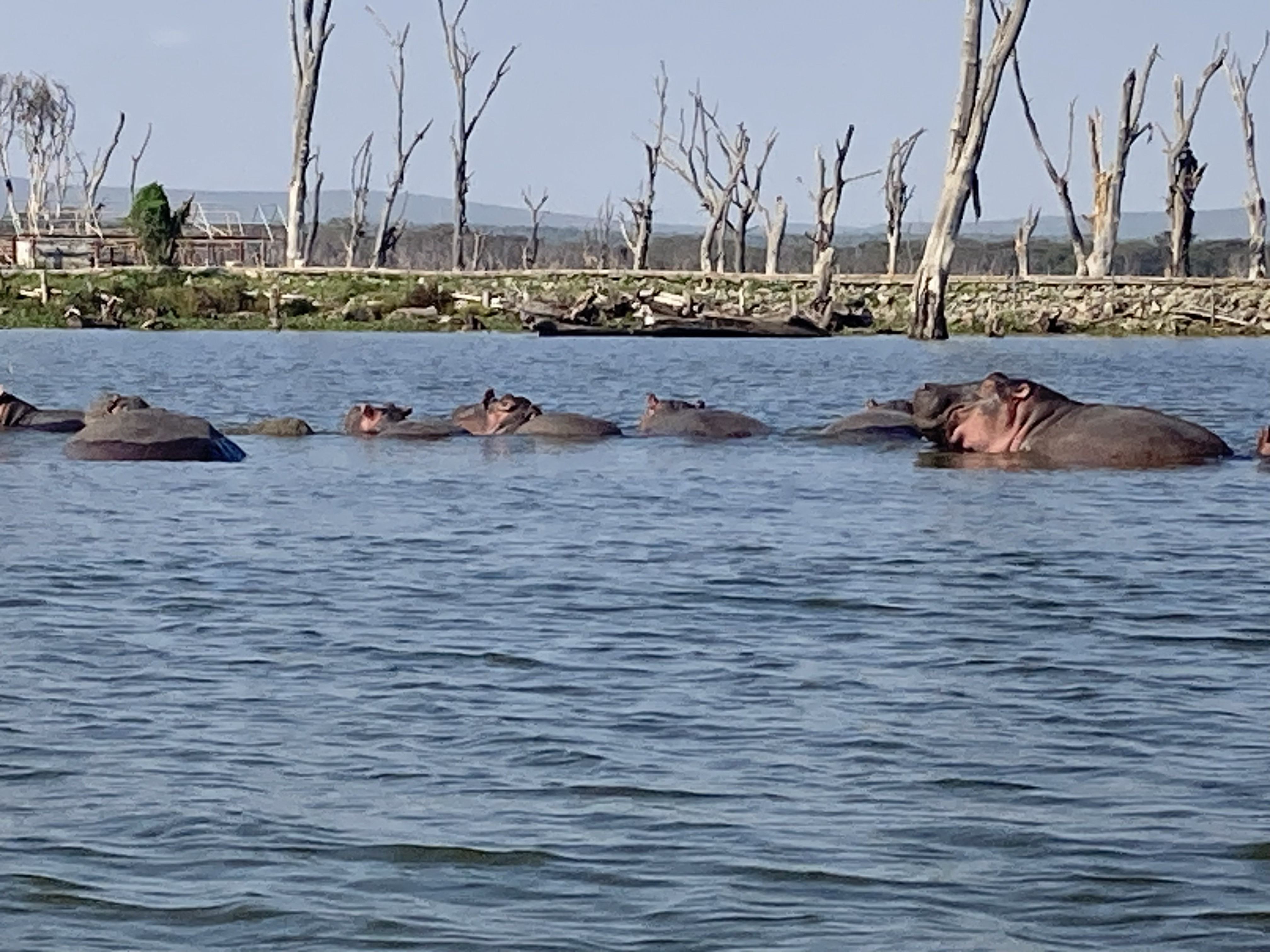 Kenya hippos in water — Two for the Row'd