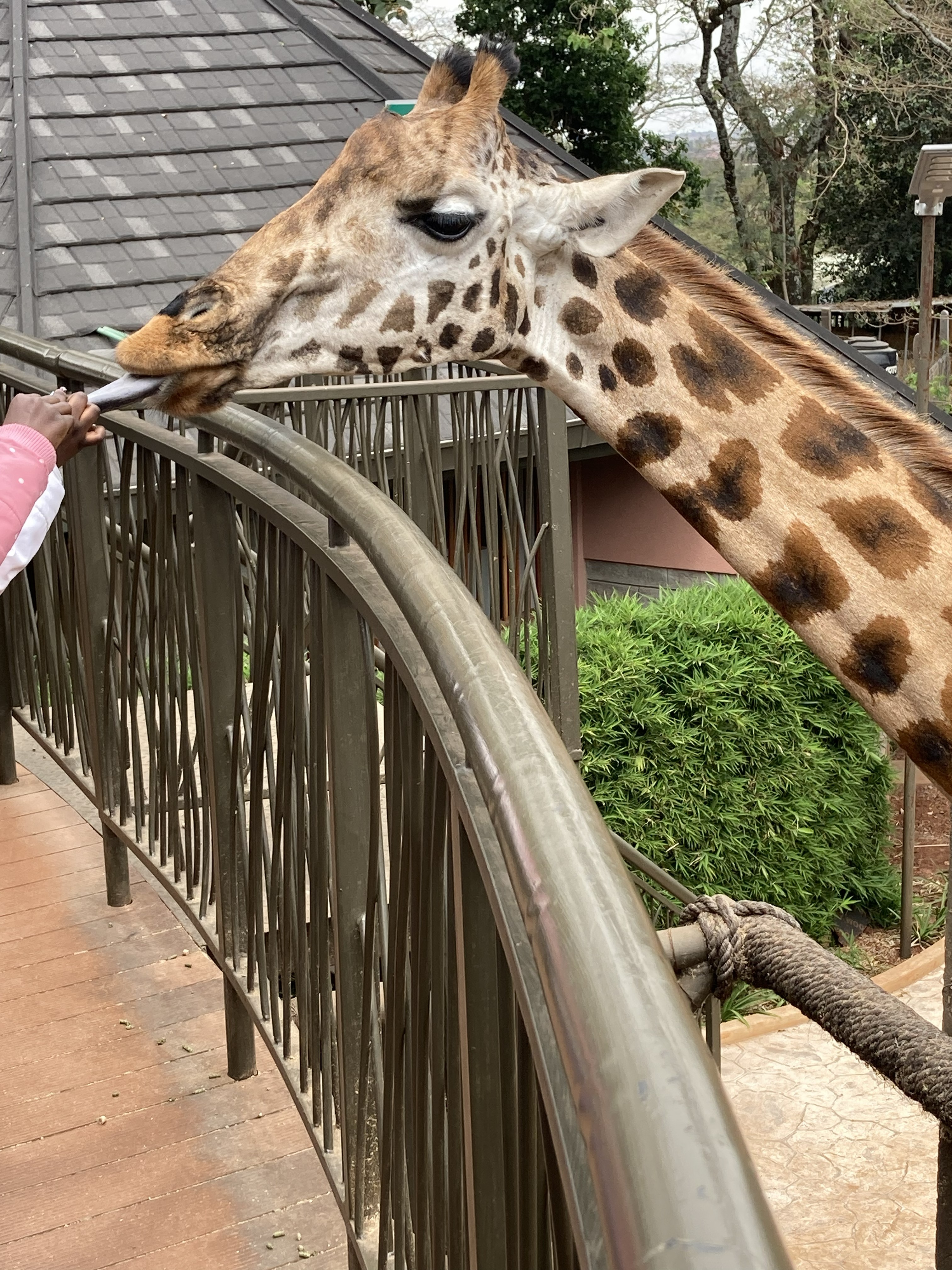 Kenya Rothschild giraffe — Two for the Row'd