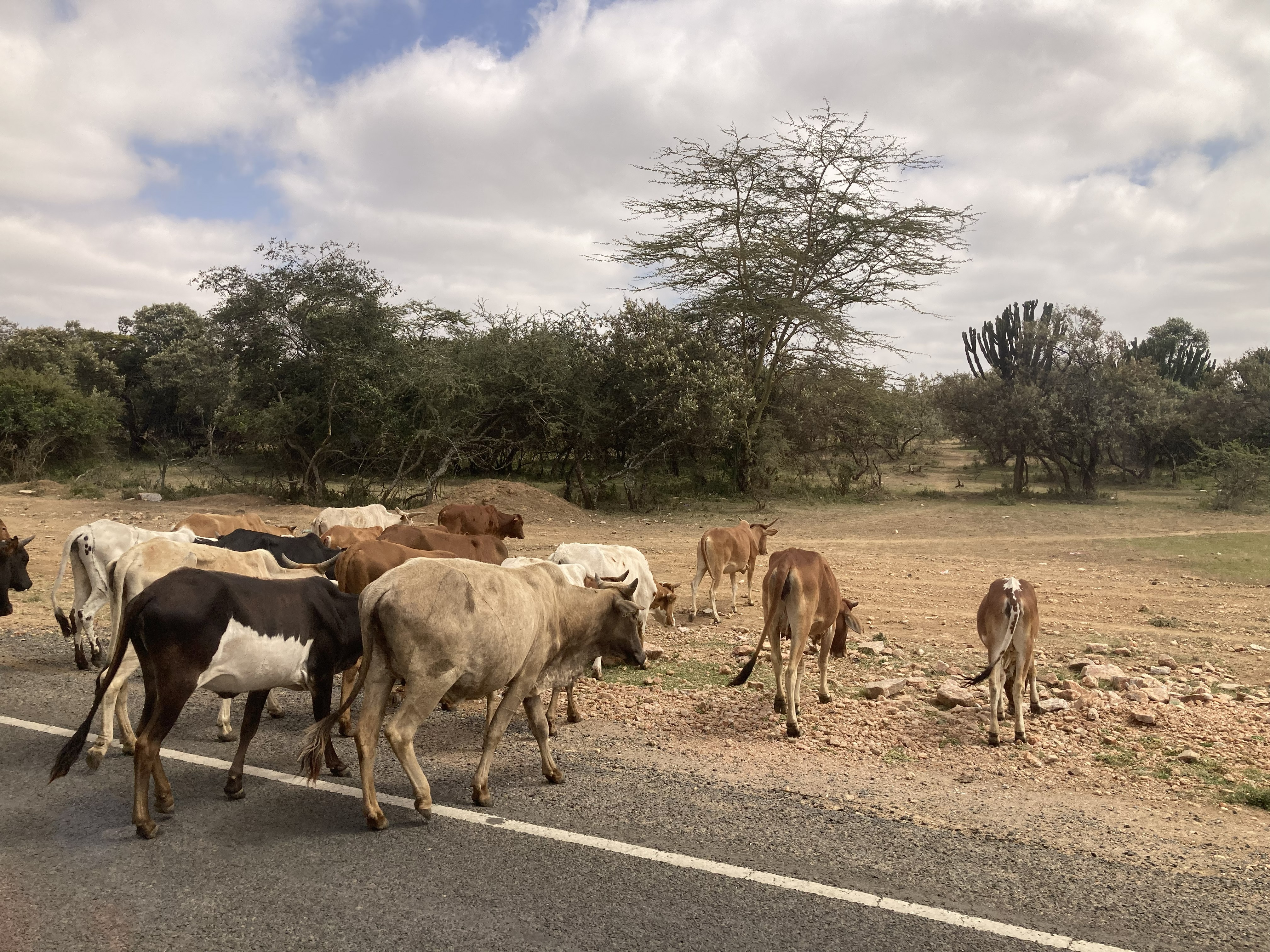 Kenya wildlife savanna — Two for the Row'd