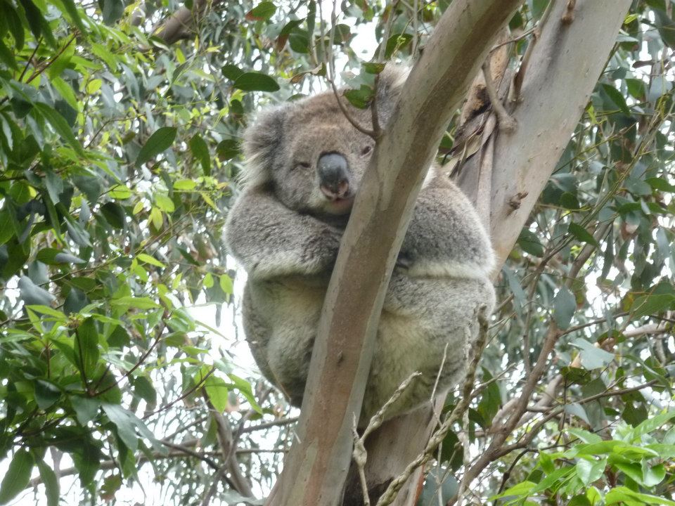Koala we saw during our Australia travels