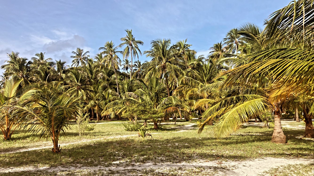 Tropical beach palm trees Maldives — Two for the Row'd