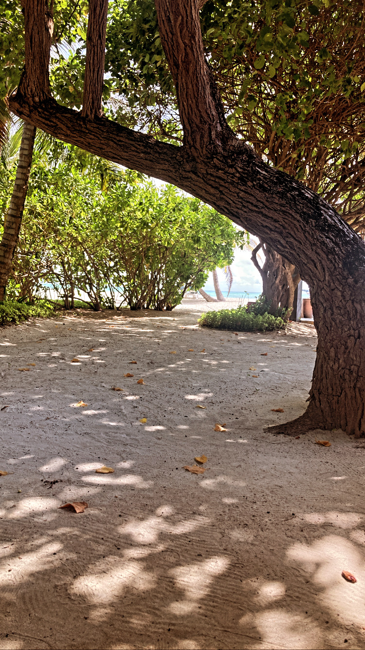 Sandy path through palm trees Maldives — Two for the Row'd