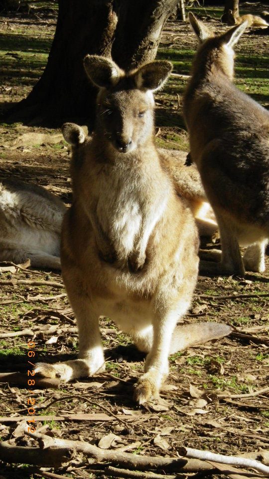 Tasmania kangaroo — Two for the Row'd