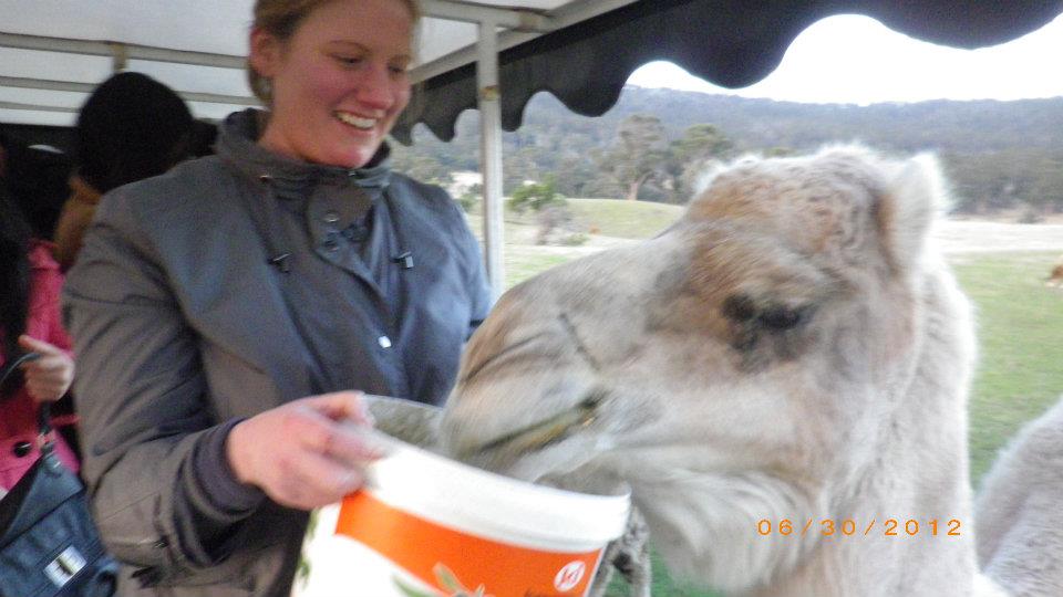 Tasmania wildlife — Two for the Row'd